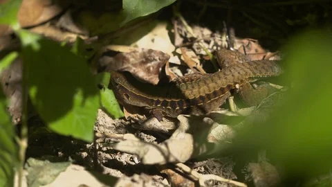 Lizard hiding on the jungle floor Stock Footage 88880111