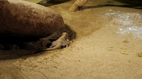 Lizard hiding under the stone. 스톡 동영상 126513995