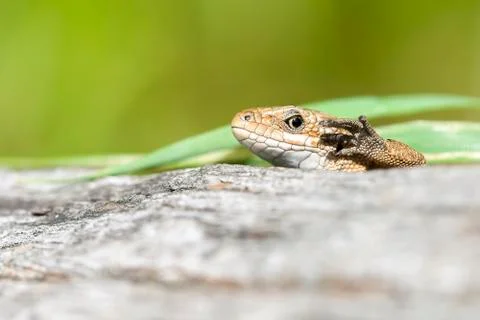 Lizard highlights the paw Foto stock