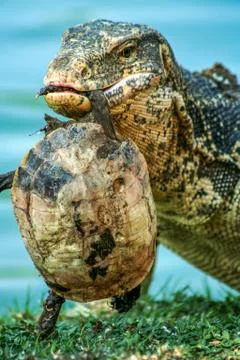 Lizard holding dead turtle Foto stock