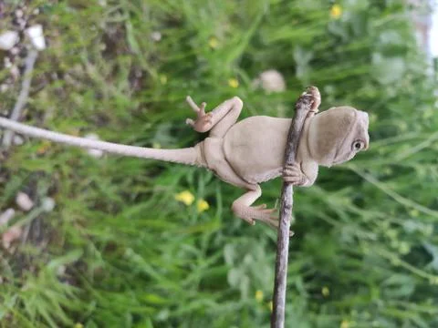 Lizard holding on to a stick Stock Photos