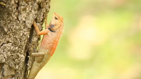 Lizard is  holding on tree  , out door Chiangmai Thailand Stock Footage 172009404