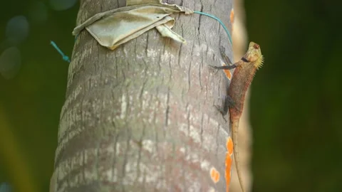 Lizard is holding on tree , out door Chiangmai Thailand. Tropical island. Wild Stock Footage 188460296