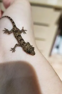 Lizard on human skin Stock Photos