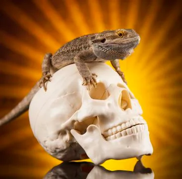 Lizard, human skull on black mirror background Stock Photos