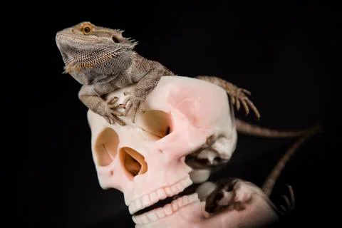 Lizard, human skull on black mirror background Free Stock Photos