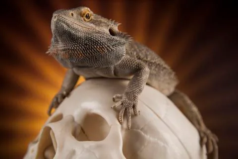 Lizard, human skull on black mirror background Free Stock Photos
