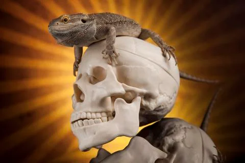 Lizard, human skull on black mirror background Free Stock Photos