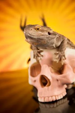 Lizard, human skull on black mirror background Free Stock Photos
