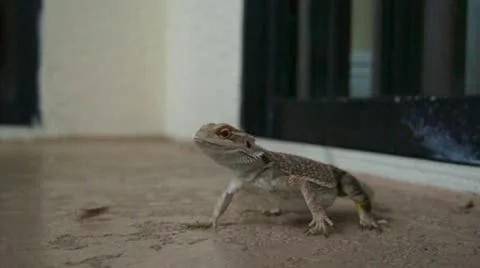 Lizard Hungry for Crickets Stock Footage 18174663