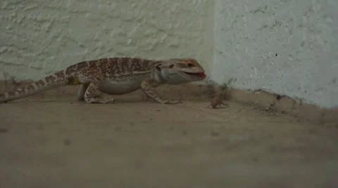 Lizard on the Hunt Stock Footage 18175141