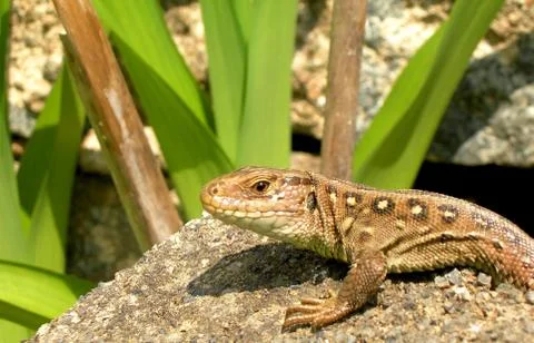 Lizard on the hunt Stock Photos