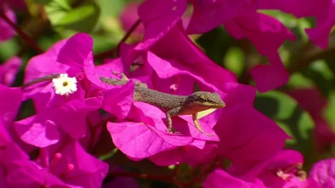 Lizard hunting in Bougainvilla Stock-Footage 70115148