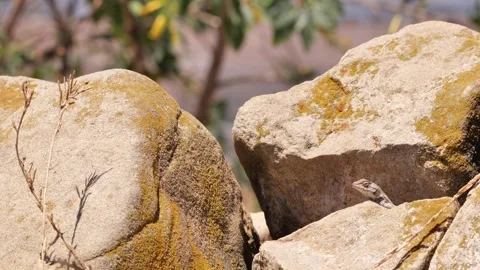 Lizard hunting Stock Footage 245640294