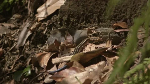 A Lizard Hunting For Insects. Stock Footage 201123822