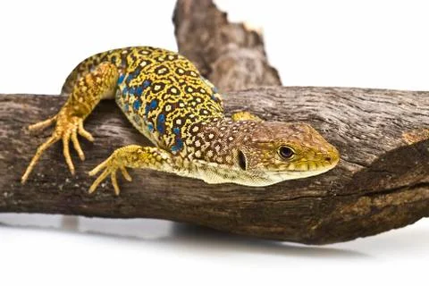 Lizard hunting. Stock Photos