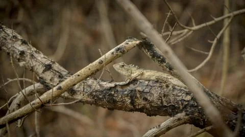 The lizard I found in the forest Stock Photos