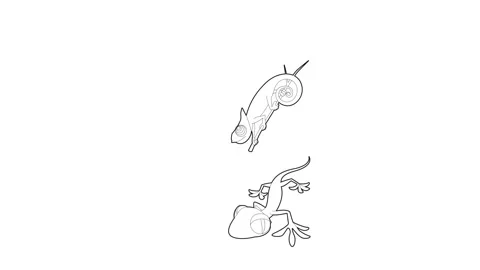 Lizard icon animation Stock Footage 161043654