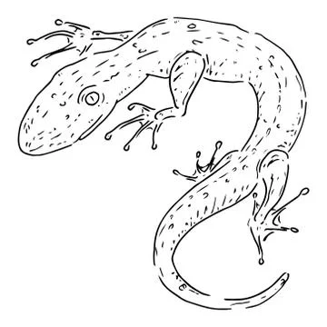 Lizard icon. Vector illustration of a lizard. Hand drawn lizard. Stock Illustration