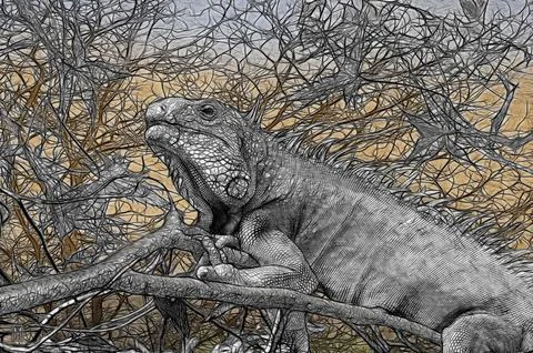 Lizard; iguana; Chordates; Reptiles; Scale; Iguanovye; These iguanas; Common  Stock Illustration