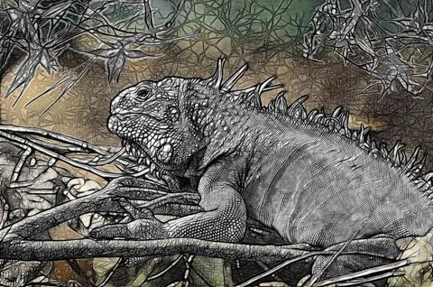 Lizard; iguana; Chordates; Reptiles; Scale; Iguanovye; These iguanas; Common  Stock Illustration