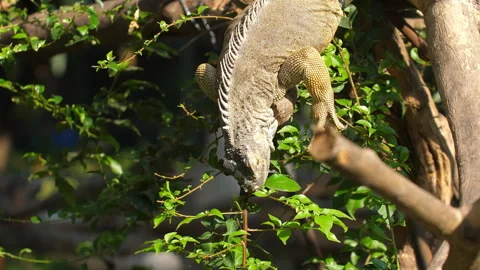 Lizard iguana climbing tree branch among lush green leaves in tropical Stock Footage 290780199
