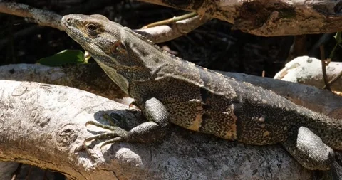 Lizard iguana ctenosaur from Nicoya Peninsula in Costa Rica, Central American Stock Footage 282644509