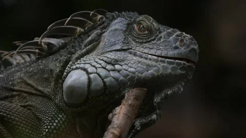 Lizard Iguana Video stock 164918124