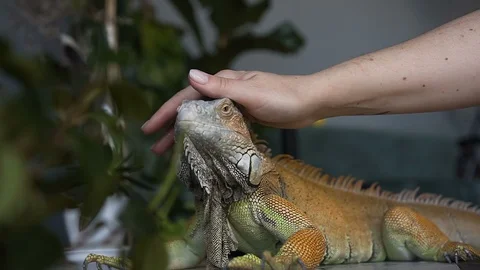 The lizard of iguana with large claws sits in the room. The girl strokes her pet Stock Footage 91071811