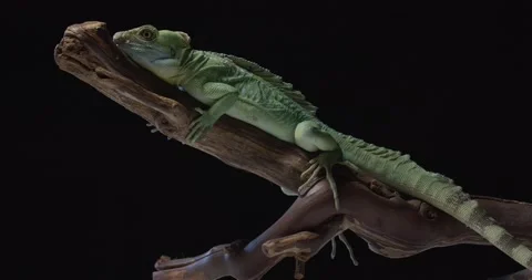 Lizard, iguana with long tail with stripes is on top of a tree branch, 4k 動画素材 158406396