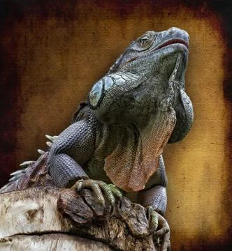 The lizard, Iguana Stock Photos