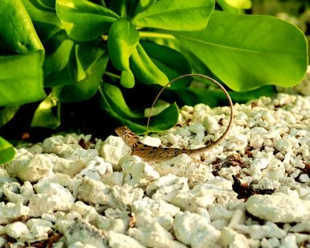 Lizard Iguana on Shore Stock Photos
