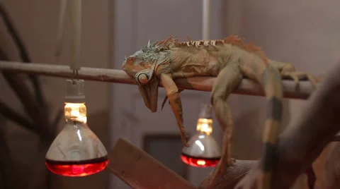 Lizard Iguana sleeps on a tree Vidéo 64125432