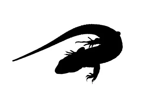 The lizard. Stock Illustration