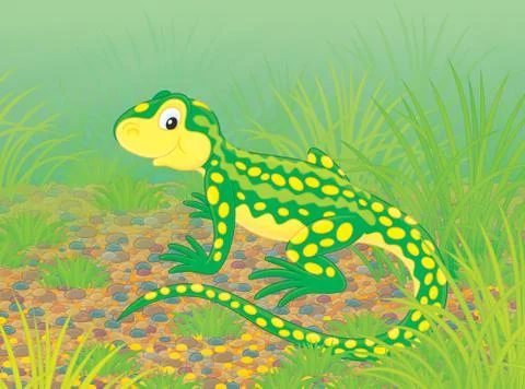Lizard Stock Illustration
