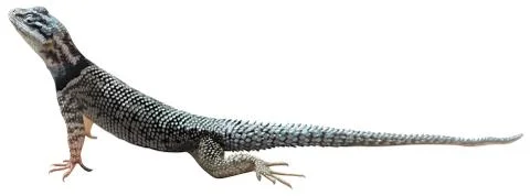 A lizard Stock Illustration