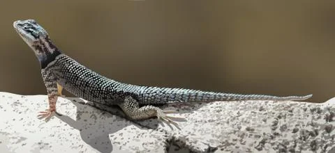 A lizard Stock Illustration
