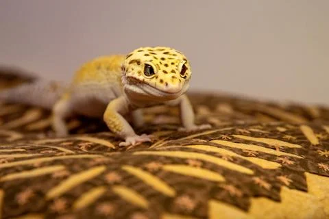 A lizard indoors. Portrait of a eublefar. Macro photo of a geckona and spac.. Stock Photos