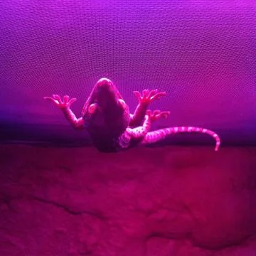 A lizard inside the cage. Stock Photos