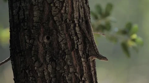 Lizard invisible Stock Footage 246015690