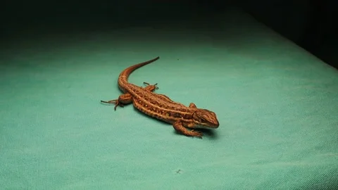 Lizard isolated on a green background. This reptile is called skink Stock Footage 153492152