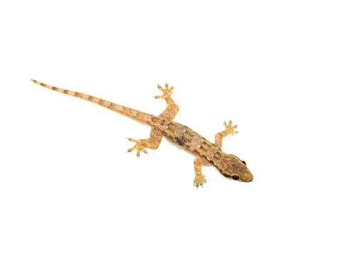 Lizard isolated Stock Photos