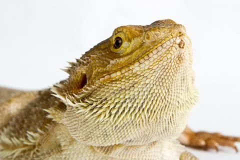 Lizard isolated on white background Stock Photos