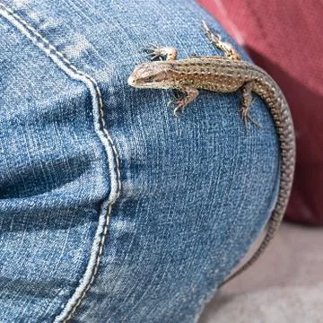 Lizard on jeans Stock Photos
