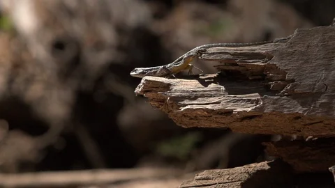 Lizard Jumping Off of a Tree Stockbeeldmateriaal 86214540