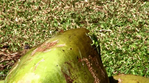 Lizard jumps of a Coconut Stock Footage 8757553
