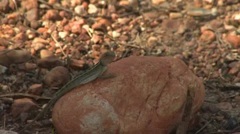 Lizard Jumps From Stone Stock Footage 12490437
