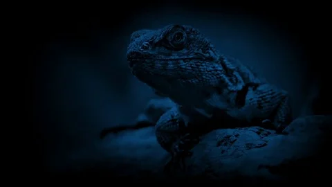 Lizard In The Jungle At Night Stock Footage 80069050