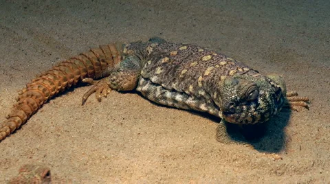 Lizard Juvenile Uromastyx Stock Footage 6112896
