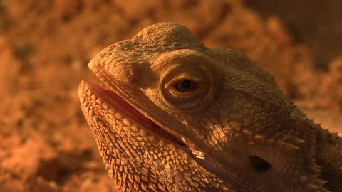 A lizard kept as pet - bearded dragon (Pogona vitticeps) Stock Footage 88293712